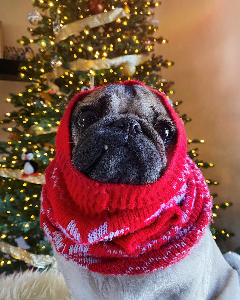 itsdougthepug's tweet photo. I think I gotta cut back on the cookies... https://t.co/K8Mvkaxh4Q