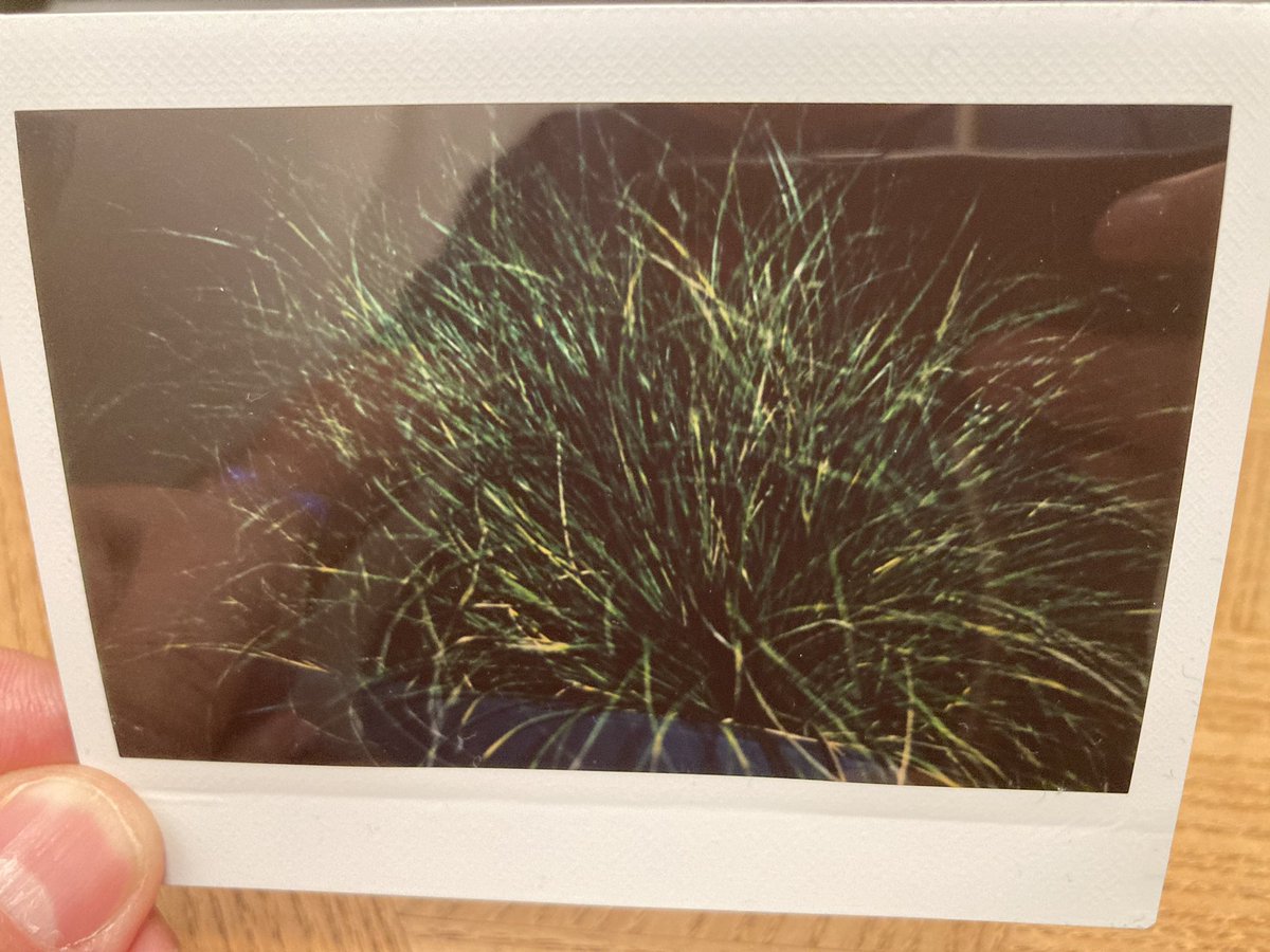 Carex. Photo de nuit. Photo de la photo imprenable. Mais content du résultat. #instaxwide300
