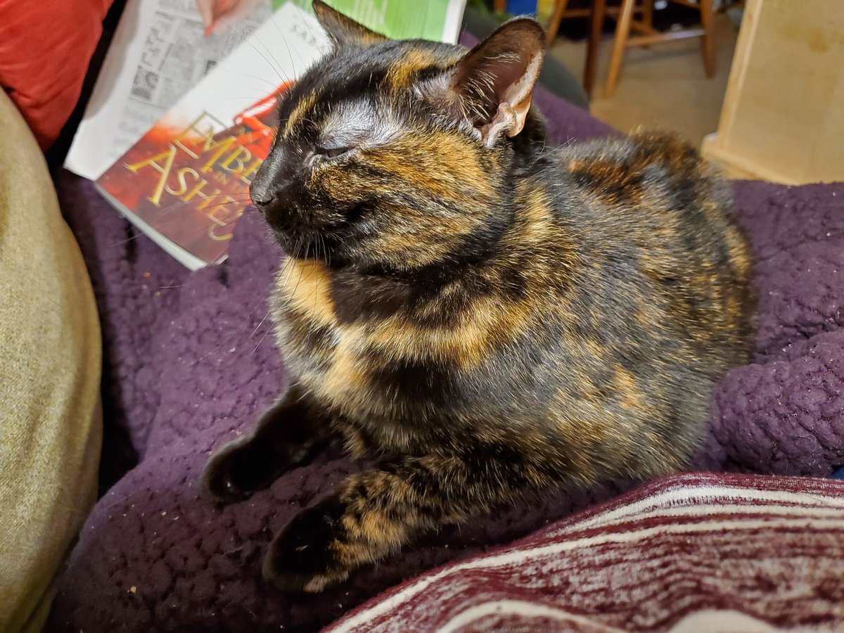 maryvandevoort's tweet image. Sorry list of chores, no can do.  I have C.O.L.  (Cat On Lap).  #LegitExcuse #HouseRule