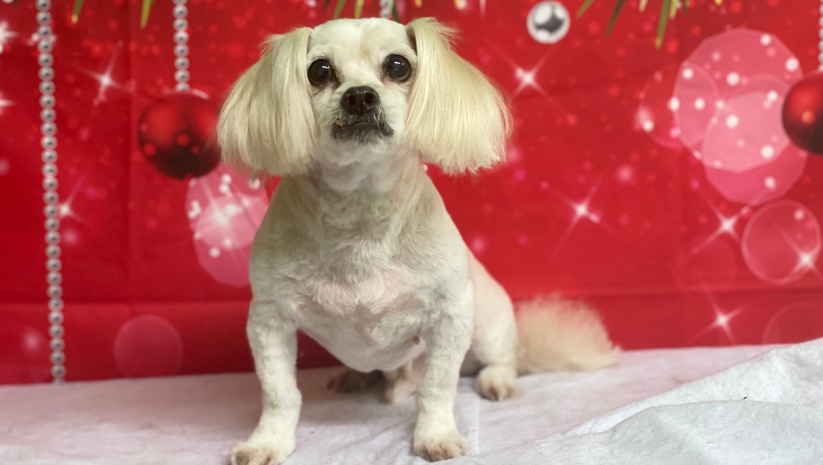 Bellas_express's tweet photo. Fluffy Ears 
#fluffydog #dog #fluffy #dogs #dogstagram #puppy #dogoftheday #cutedog #instadog #doglife #puppylove #cute #doglover #doggo #cutedogs #doglovers #fluffydogs #happydog #puppiesofinstagram #ilovemydog #petsofinstagram #bestwoof #dogphotography #love #petstagram https://t.co/bXUk1wb4lC