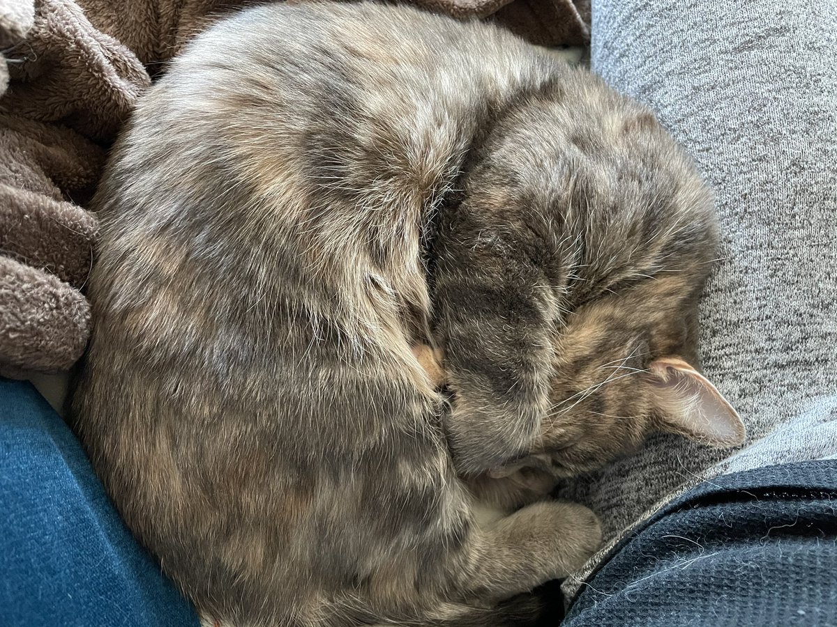 MajorAlice_CO's tweet photo. Sunday morning snuggles with mama. #AlicetheCat #CatsOfTwitter #sundayvibes #catsrule #AdoptDontShop #snuggles #felinedomination #cutenessOVERLOAD https://t.co/KwoaQLfPpd
