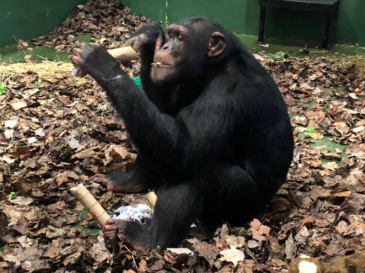 Did you know that if you live locally, you can drop off supplies we can use for chimp enrichment? Paper towel tubes, 1-gallon plastic jugs, carboard cereal boxes, and other items! 

You can find details on our website: projectchimps.org/wishlist/

#OscarChimp #ReduceResuse