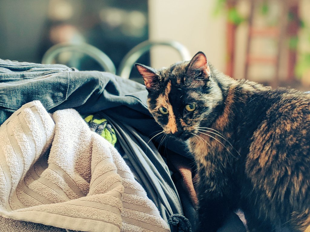 FreyaPuss's tweet photo. Back off! My fresh #laundry! 

JK 😽 Happy #SundayMorning!
 #tortitude
#cats #CatsOfTwitter #SundayFeels https://t.co/tMsfXAPamF