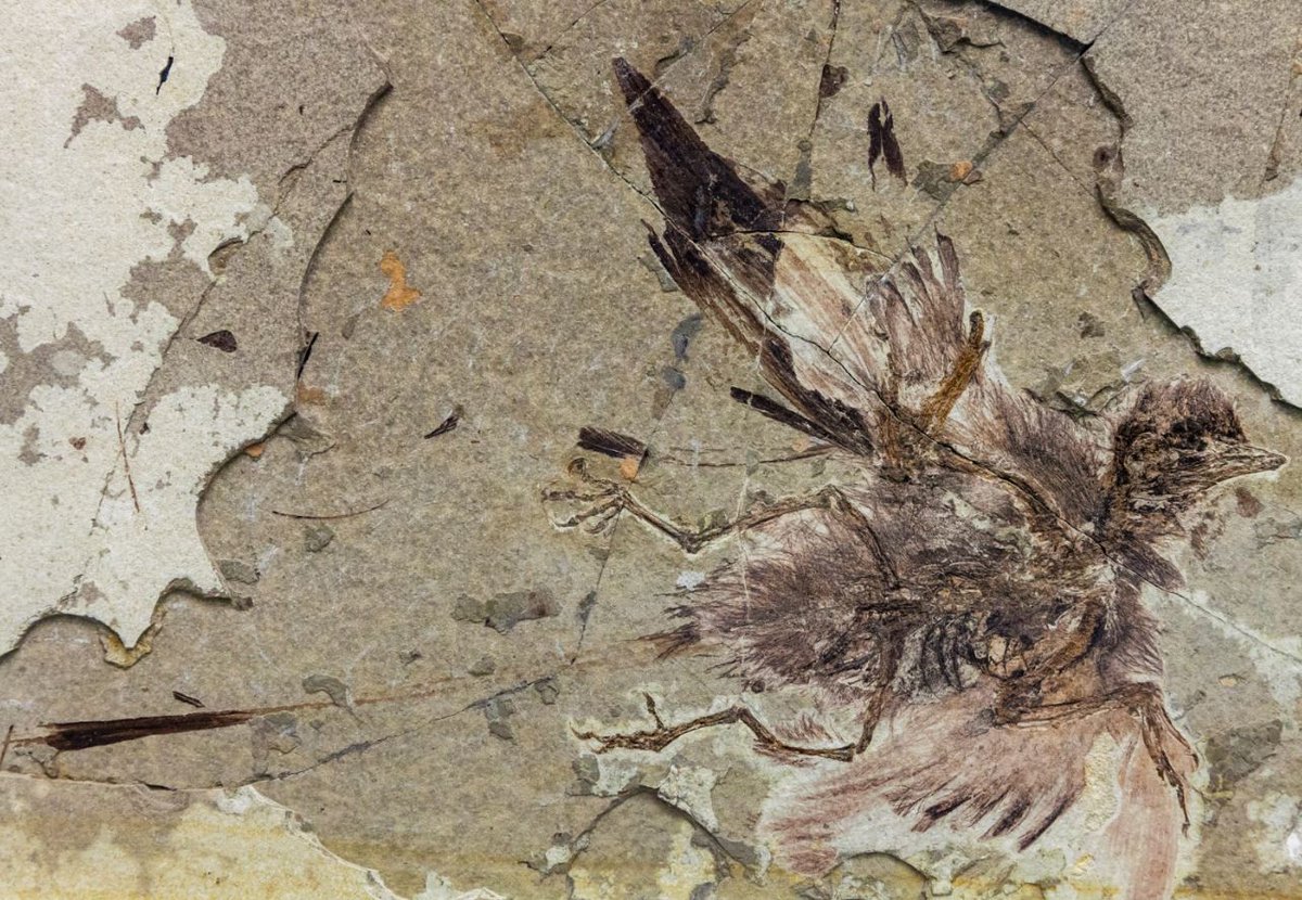 Dean_R_Lomax's tweet photo. This beautifully preserved fluffy bird is from 130-million-year-old rocks in Hebei, China. 🐦

Only five fossils of this species, called Protopteryx fengningensis, have been found. The feathers show that it was at least partly black in life.

📸 by Tiouraren (Y.-C. Tsai). https://t.co/xOf06eQUGh