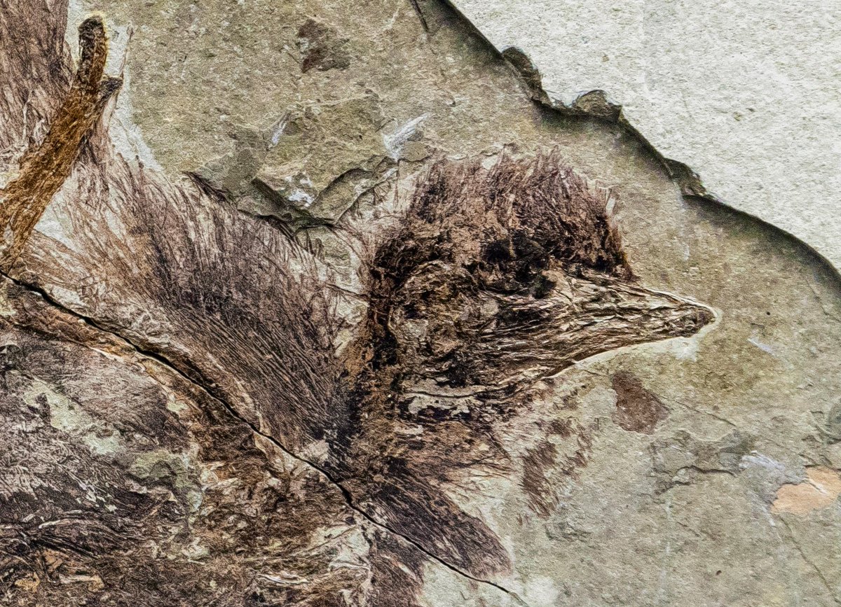 Dean_R_Lomax's tweet photo. This beautifully preserved fluffy bird is from 130-million-year-old rocks in Hebei, China. 🐦

Only five fossils of this species, called Protopteryx fengningensis, have been found. The feathers show that it was at least partly black in life.

📸 by Tiouraren (Y.-C. Tsai). https://t.co/xOf06eQUGh