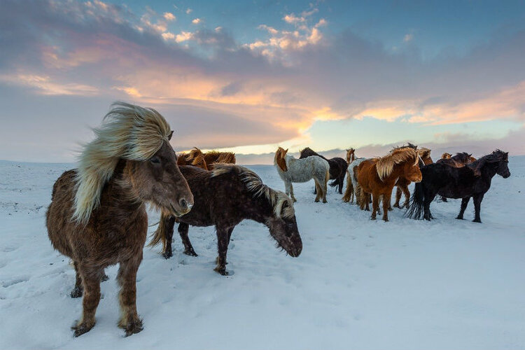 Icelandic horses to soothe the soul