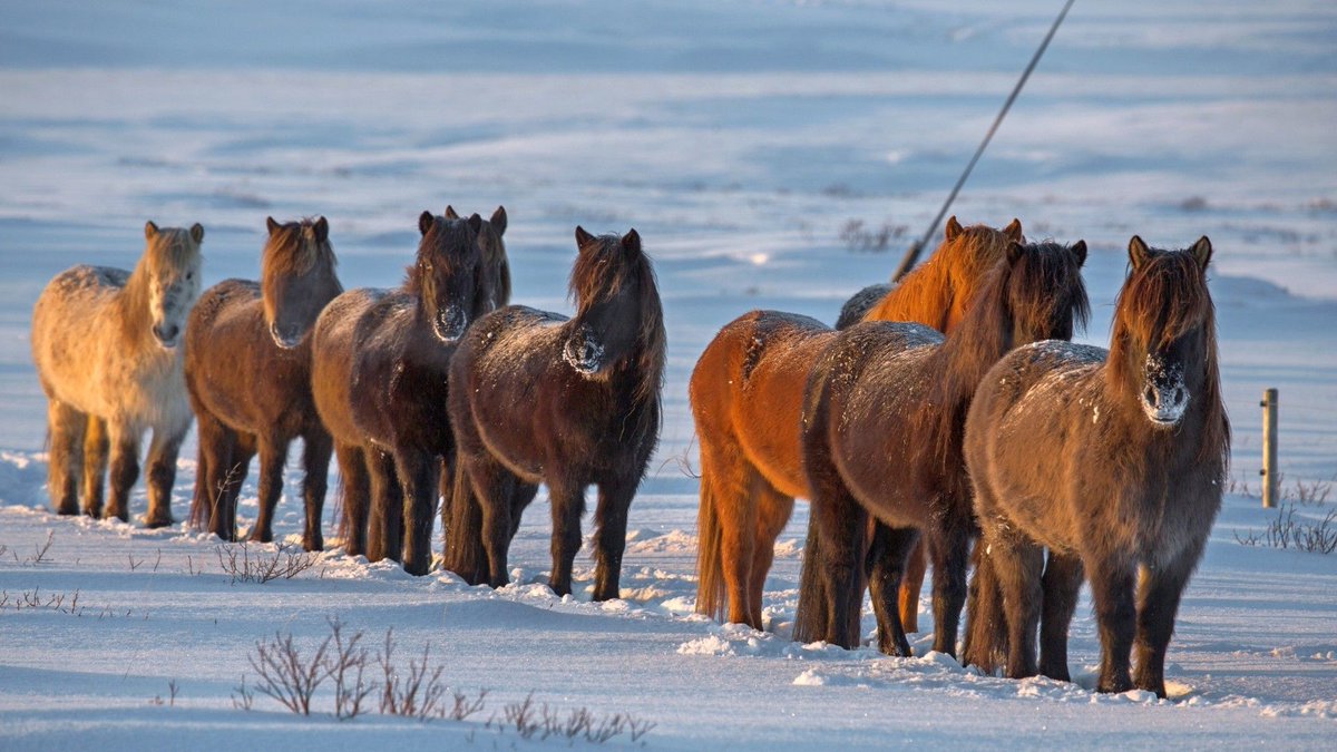 Icelandic horses to soothe the soul