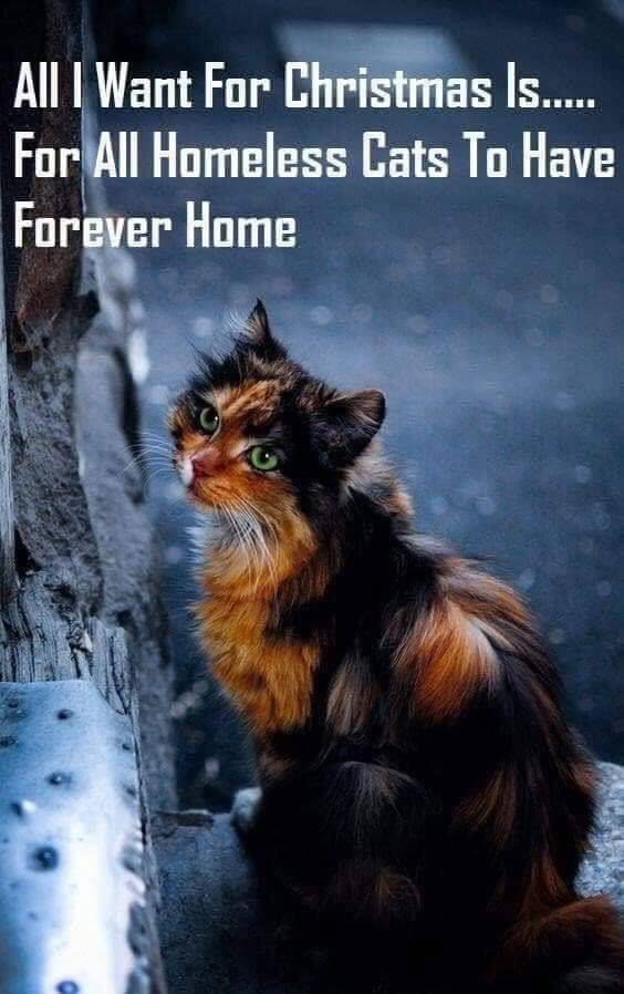 SueB2246's tweet image. #SignsofProgress More &amp;amp; more shelter cats and dogs are being saved b/c of social media! #PLS #help #Adopt! #Foster #Pledge #RT Your post could be the one who saved them from #certain #death.