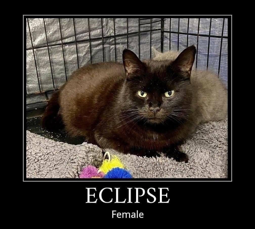 Allerton Cat Rescue tweet media