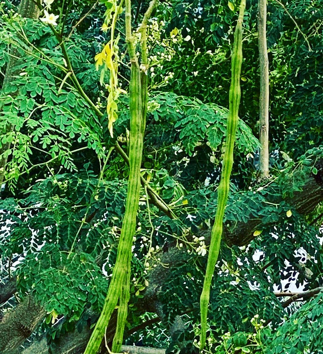 The leftover seed cakes after oil extraction are used as fertilizer & as a flocculent for water purification. Grow in pots if you don’t gave enough land space, & use its leaves to remain fit & young.  #GrowYourOwnFood grow munga &  #GoGreen Miringa  #InMyGarden