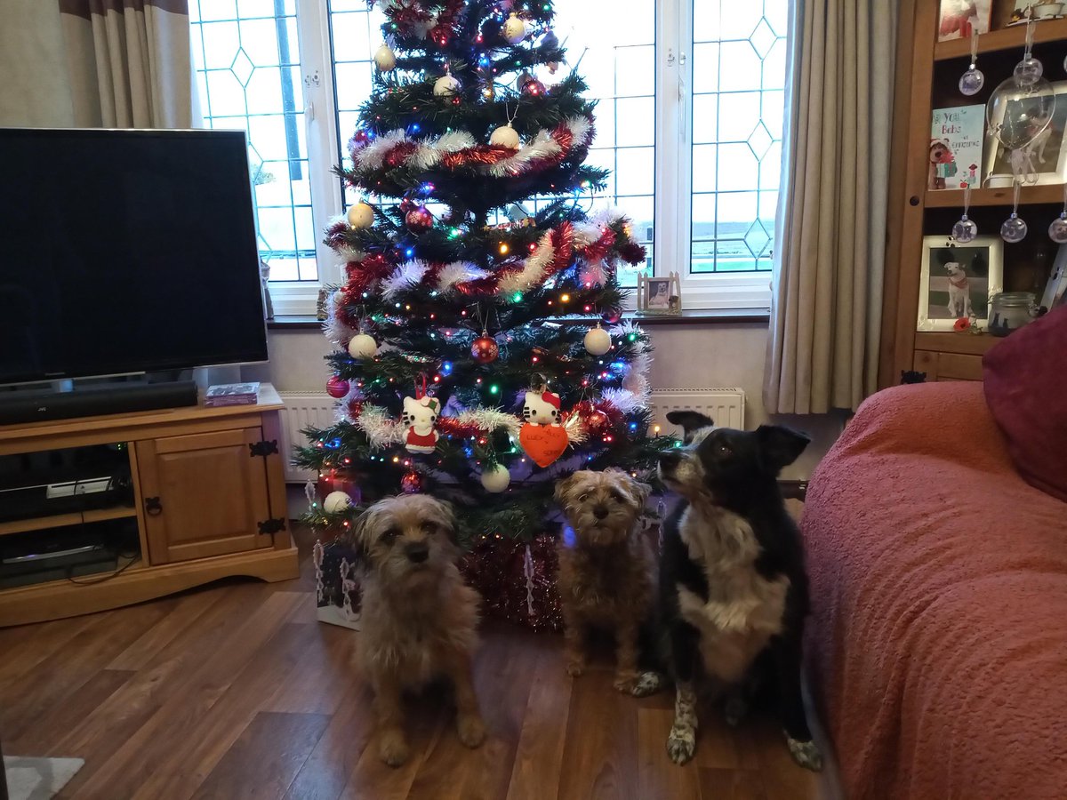 #BTposse we duz wish awl owa palz a vewy Happy Kwissmus luff LucyLooBT SonnyBT and MillyBC xx