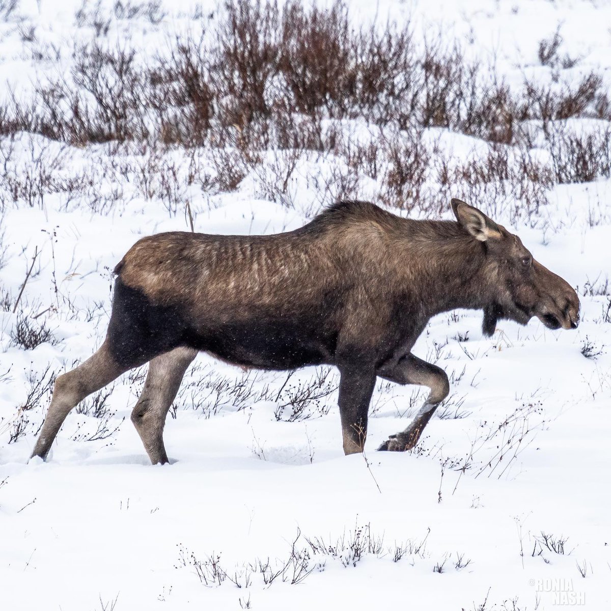 We have the most fascinating neighbours in #Canmore and #Kananaskis! 🙌  Remember, safety is key during any wildlife encounter so keep these tips in mind:

➡️ Always keep your distance
➡️ Drive slow &amp; stay in your vehicle
➡️ Let your co-pilot snap the pictures

📷 IG: <a href="/ronianash/">Cabo Tiberius Nash</a>