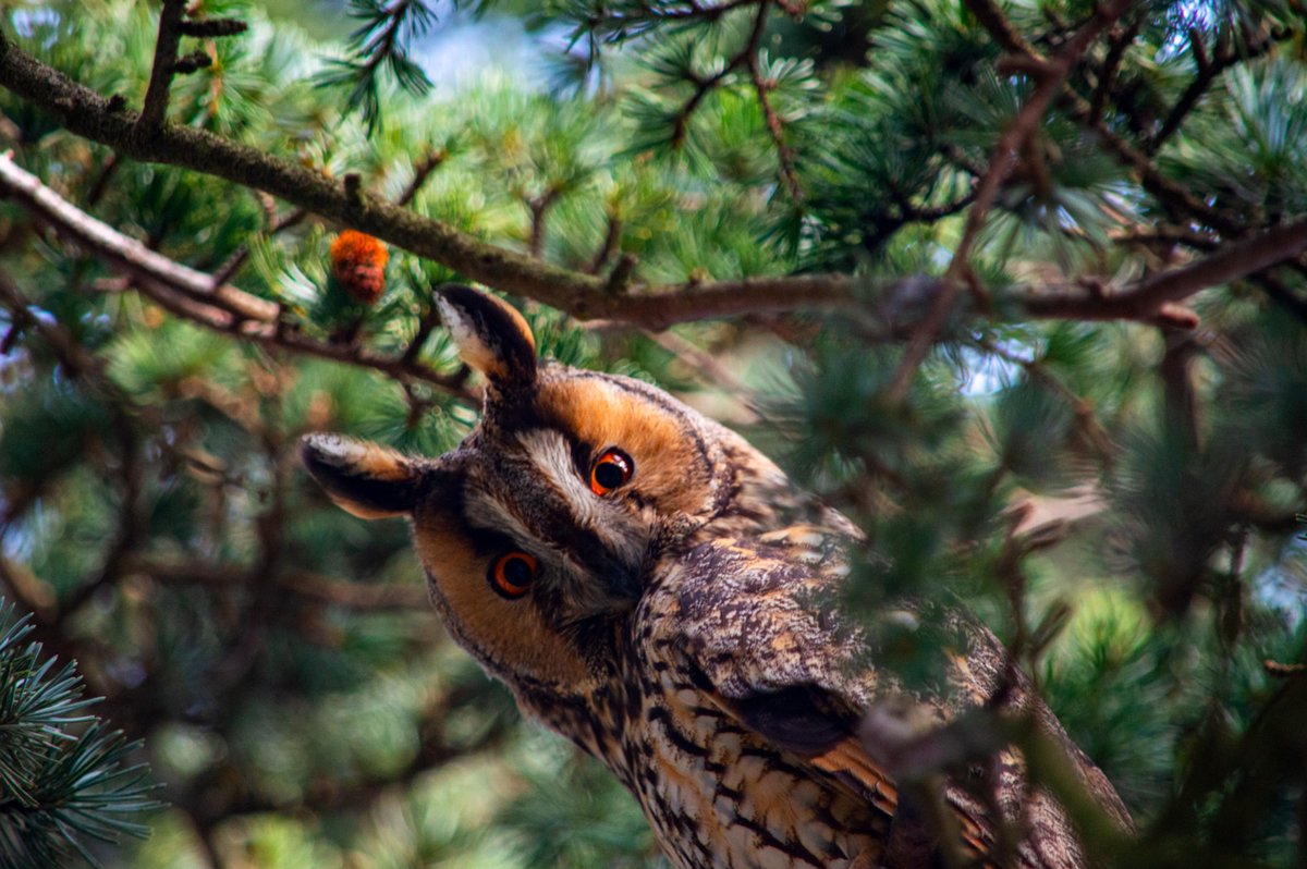 I have something so amazing to share!!!Our friends discovered this tree in the street they live in, a very ordinary street with a tree in someone’s garden and it’s FILLED with Long-eared owls!!