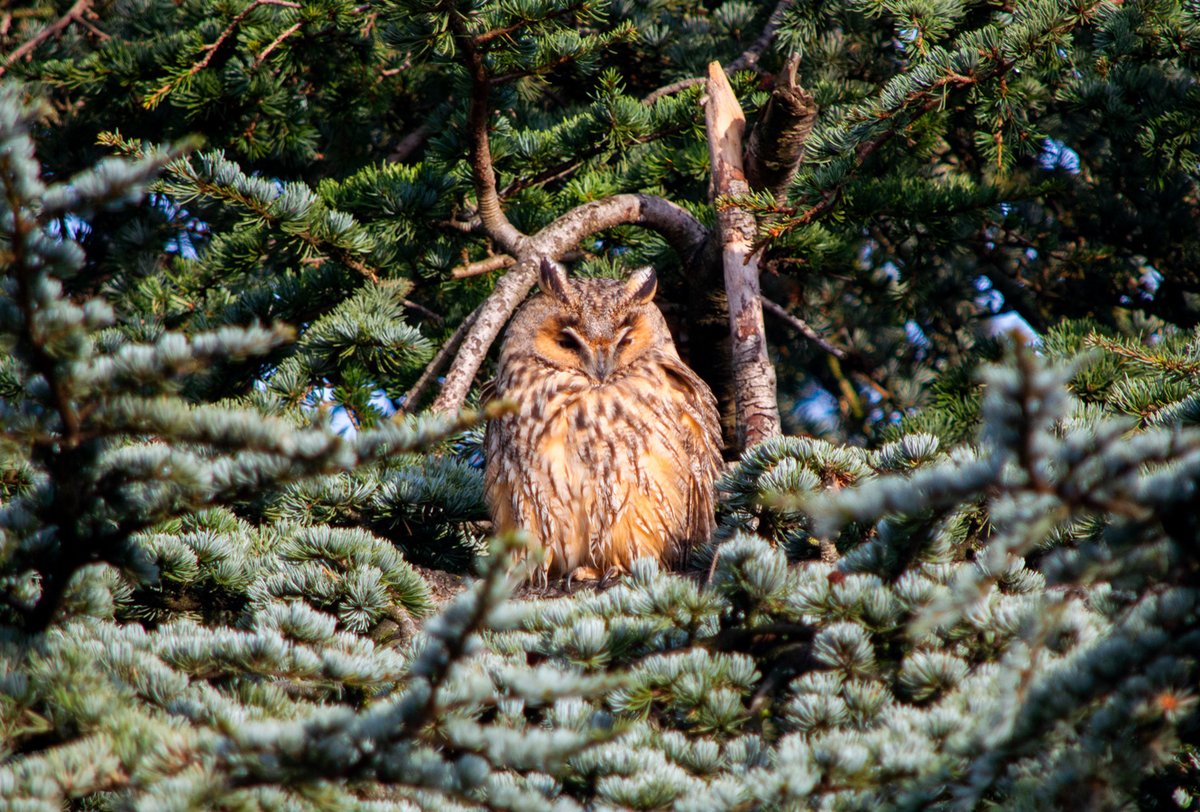 I have something so amazing to share!!!Our friends discovered this tree in the street they live in, a very ordinary street with a tree in someone’s garden and it’s FILLED with Long-eared owls!!