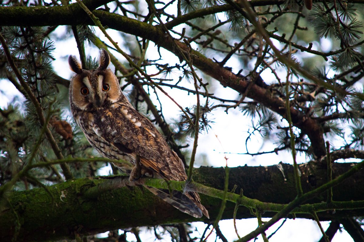 I have something so amazing to share!!!Our friends discovered this tree in the street they live in, a very ordinary street with a tree in someone’s garden and it’s FILLED with Long-eared owls!!