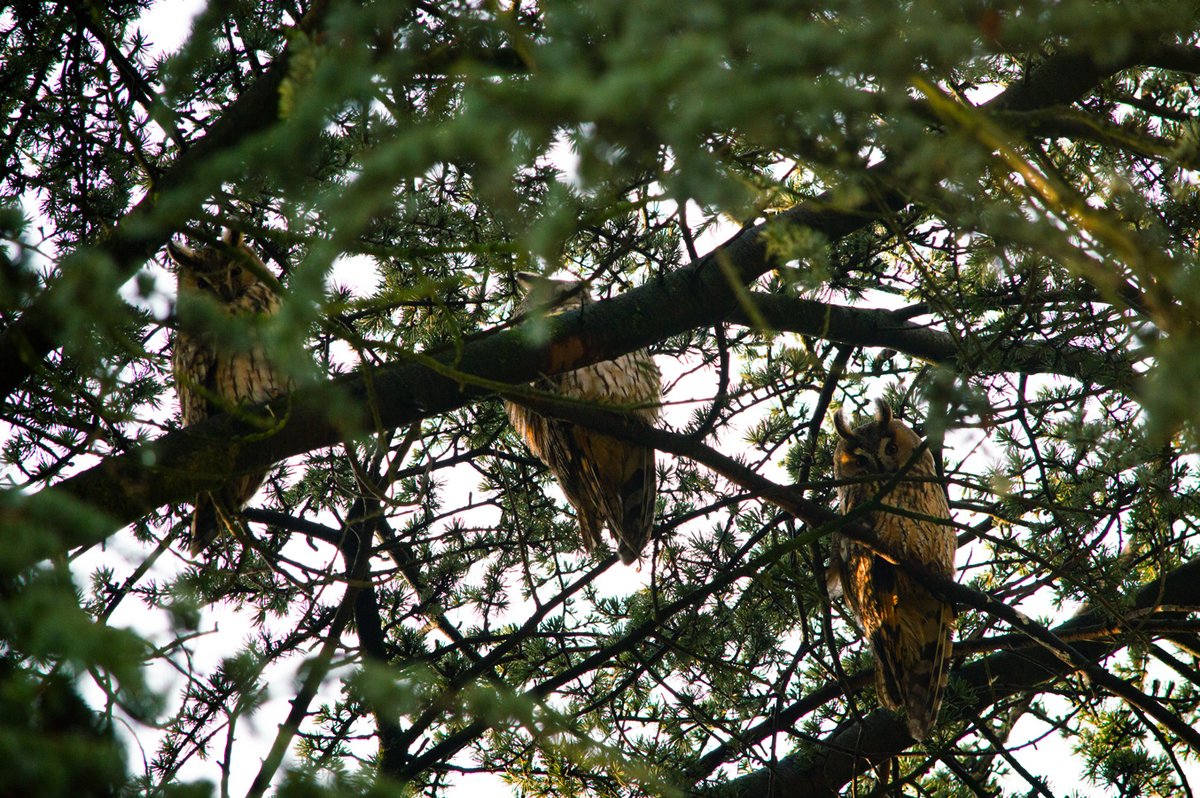 I have something so amazing to share!!!Our friends discovered this tree in the street they live in, a very ordinary street with a tree in someone’s garden and it’s FILLED with Long-eared owls!!