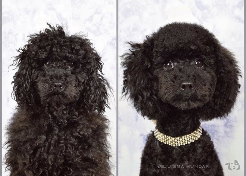 StefanThelenius's tweet photo. #TotalMakeover #dogsoftwitter https://t.co/1iWgqmqOr6