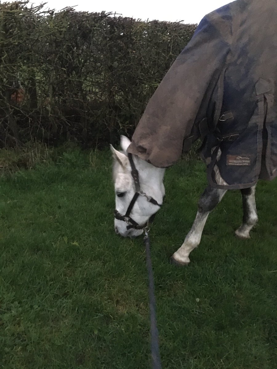 AmyNeave1's tweet photo. Duvet day for Monty today but still made sure he at least got some grass! ☔️ 🌧 https://t.co/3yxAHjpI66