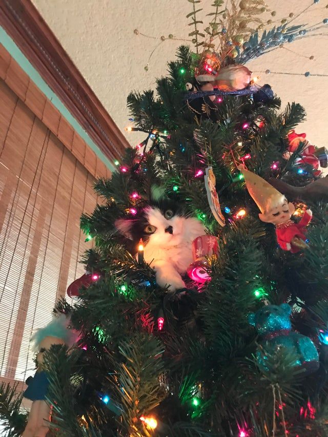 CatParentz's tweet photo. Welp, She Lives Up There Now 🎄🏠 https://t.co/PR0mIhyhdR