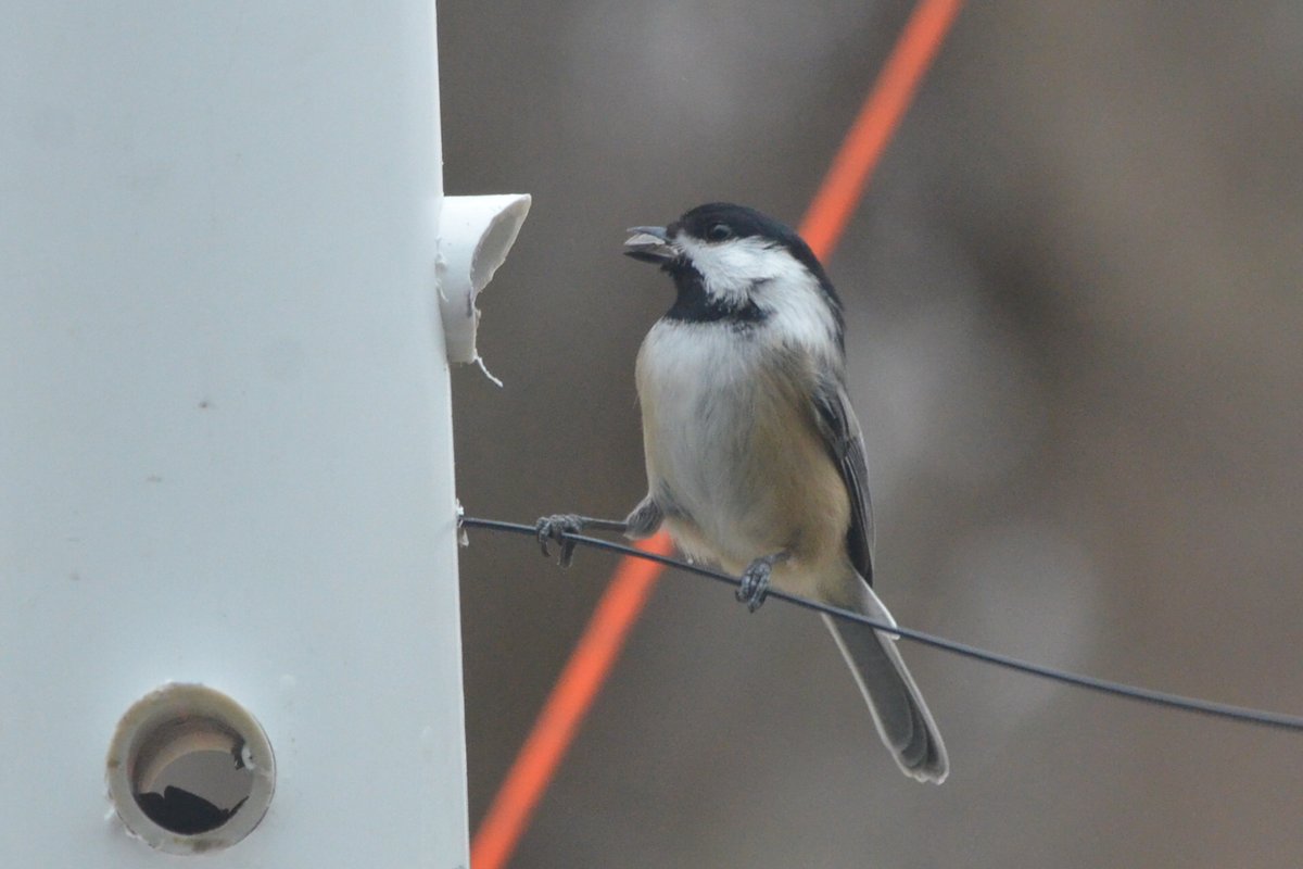SunriseLakeOEC's tweet photo. Sunrise has recently built new bird feeders that are more easily accessible so that they can be refilled by students as a job. Our birds are already loving them!!! 
(Thank you Barb V. for the beautiful photos!!!) https://t.co/QvEu9NVB9C