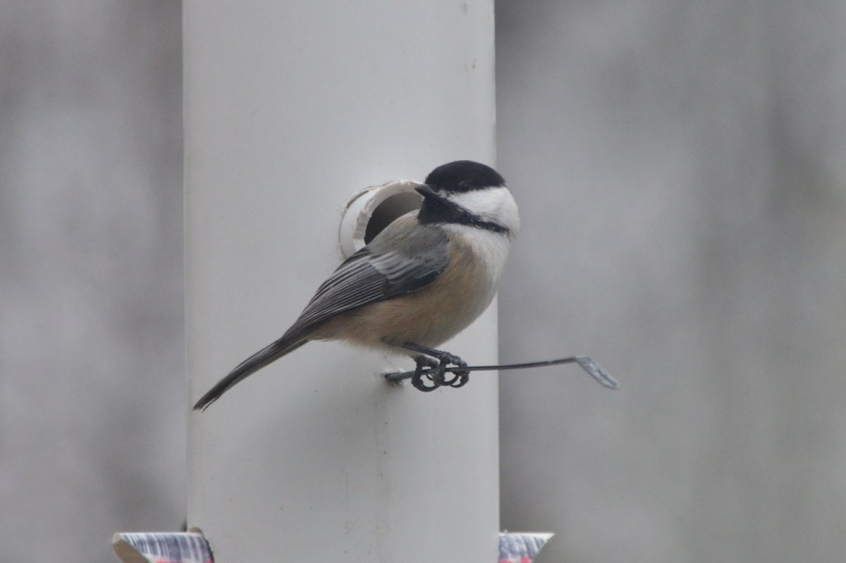 SunriseLakeOEC's tweet photo. Sunrise has recently built new bird feeders that are more easily accessible so that they can be refilled by students as a job. Our birds are already loving them!!! 
(Thank you Barb V. for the beautiful photos!!!) https://t.co/QvEu9NVB9C