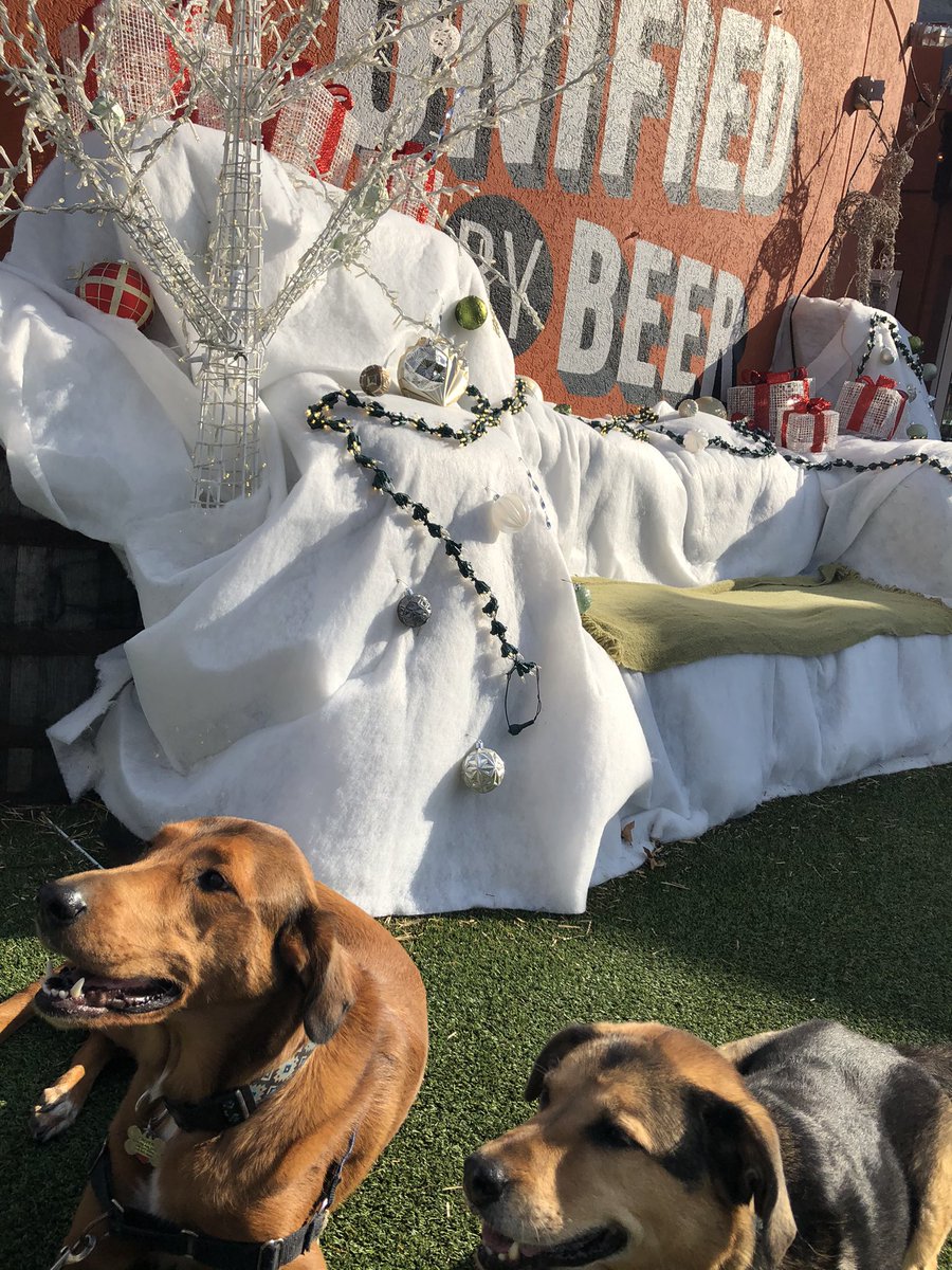 Beautiful sunny December day. Perfect for dogs and suds <a href="/DenizensBrewing/">Denizens Brewing Co.</a> @BetCDriver