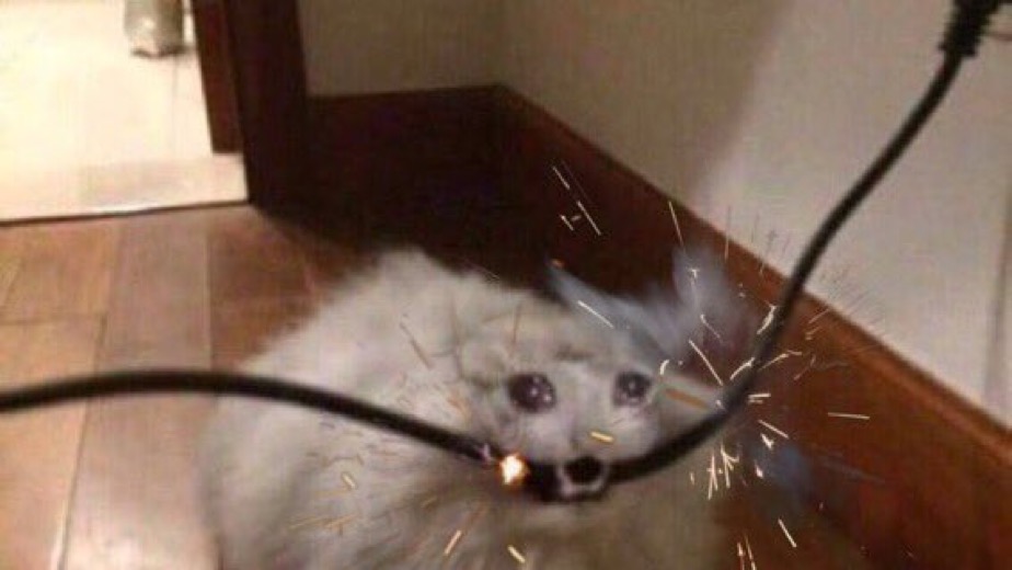 tearful cat biting wires