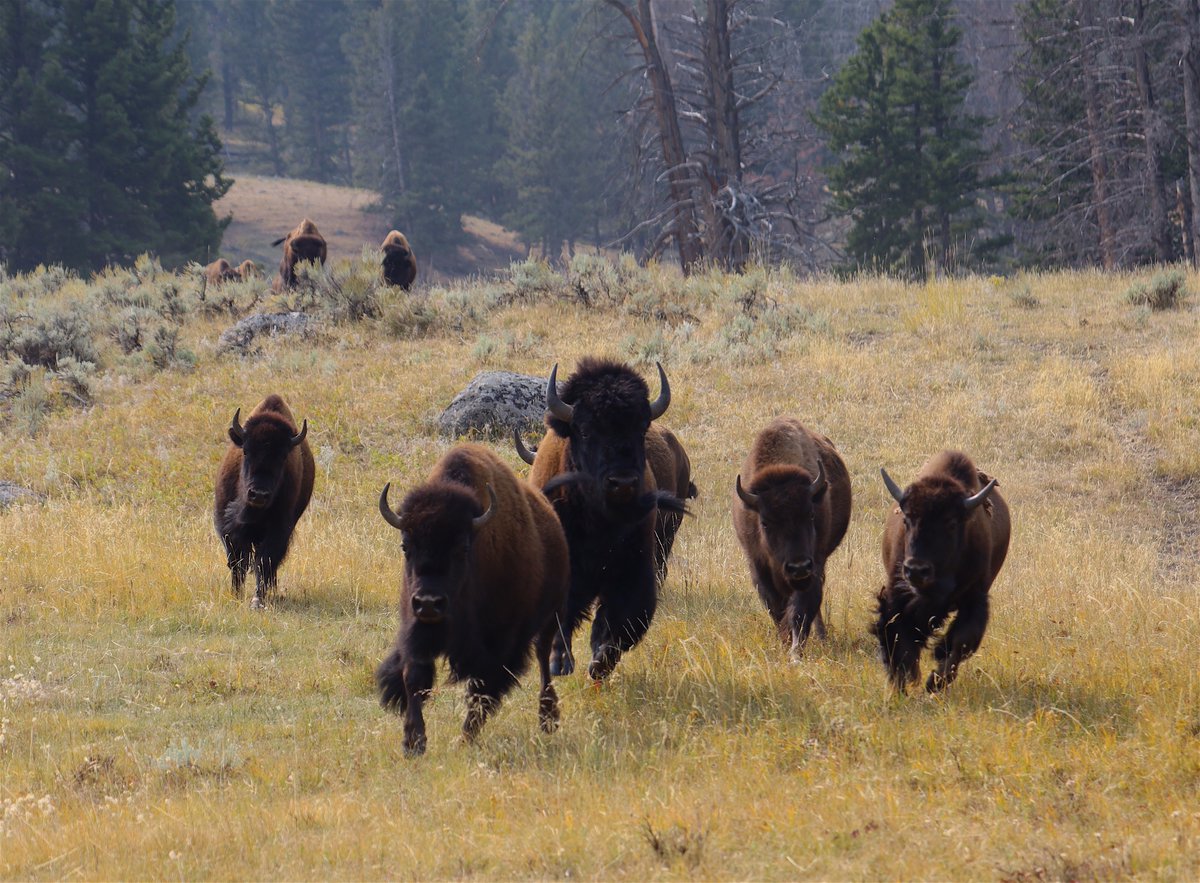 Only 1% of the US population run cattle, less than 5% hunt, so why is it that by law, most states wildlife commissions ~80% of the voting members are made up of these two groups?Thats's not democracyWe can bring sanity back to wildlife management We can let the buffalo roam