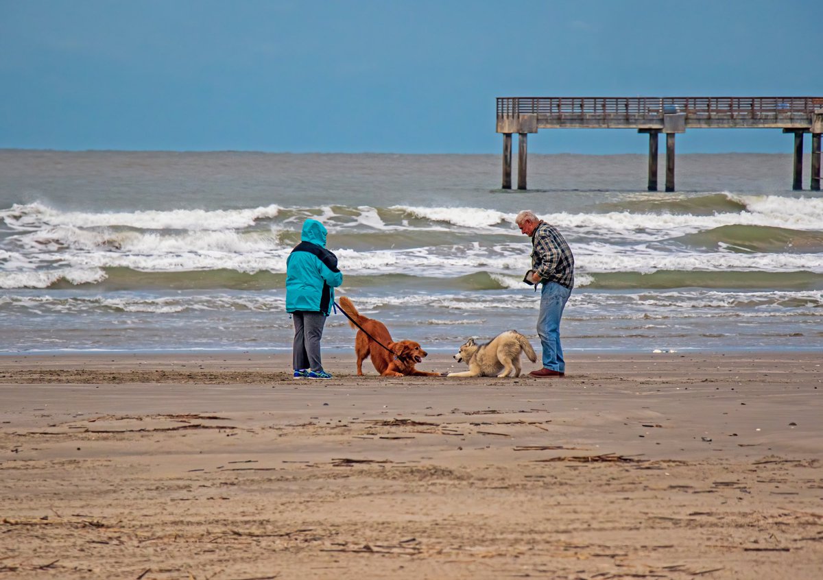 DavidJosephSike's tweet image. Beach buddies playing while their humans chat. Port Aransas