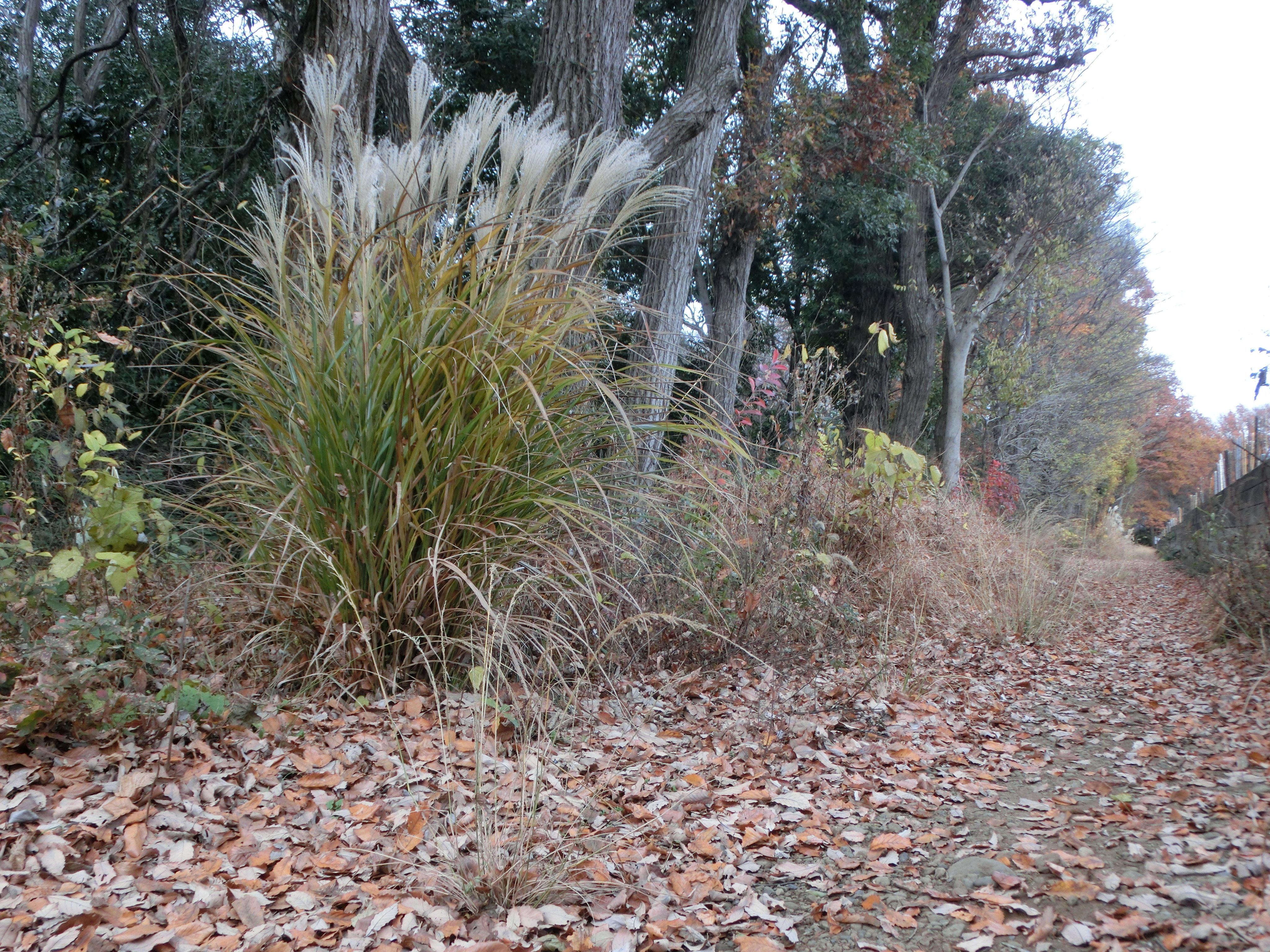 青木 信 枯れススキと草紅葉 雑木林の枯れ落ち葉の小道 紅葉した幼木のモミジ ススキのある落ち葉の散歩道 多福寺 三芳町で T Co Tmcyjhbfpg Twitter