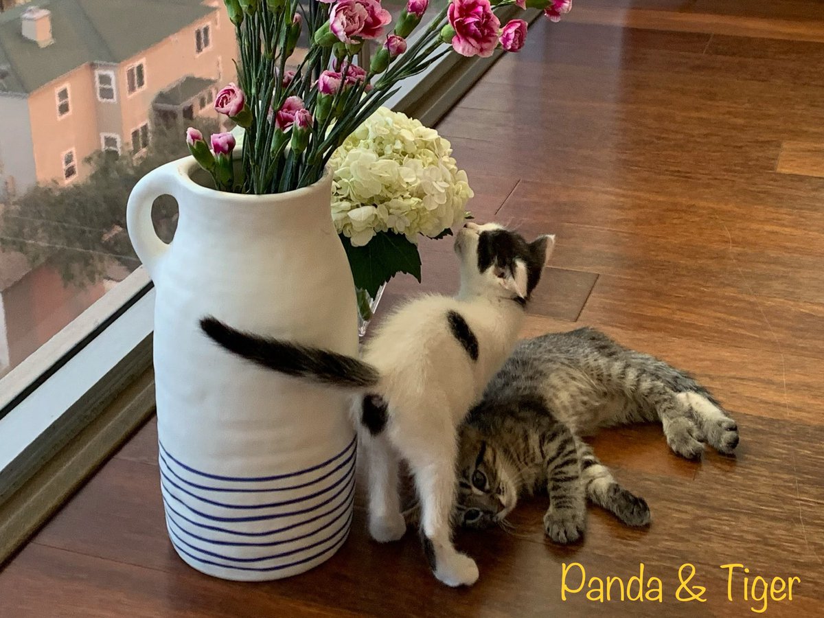 EllieBellySoCal's tweet photo. I adopted Mom when she came to my shelter😺Together we started fostering kittens to help them grow up and get adopted. Follow our adventures! https://t.co/9edCZZAO2Y