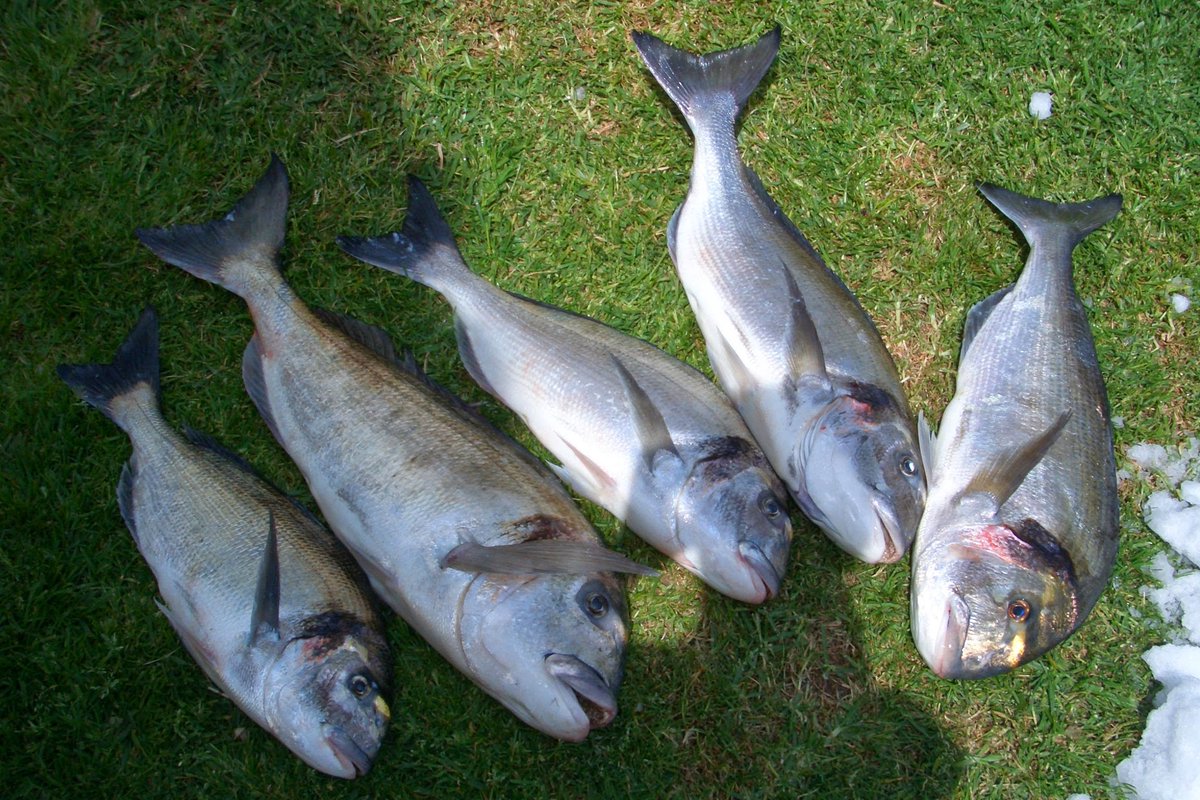 pescamed's tweet photo. Tablas solunares https://t.co/nXAZrfwTzk #pesca #pm2 https://t.co/e67EvXgp8H