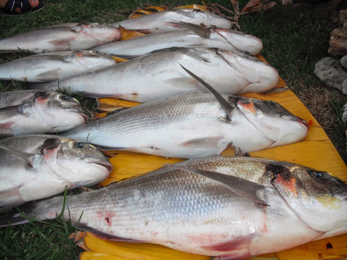 pescamed's tweet photo. Tablas solunares https://t.co/nXAZrfwTzk #pesca #pm2 https://t.co/e67EvXgp8H