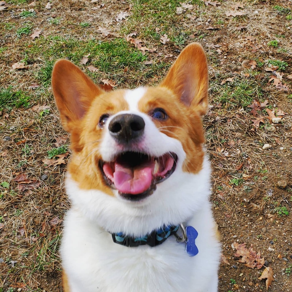 foolofapup's tweet photo. #sundayfunday
~
~
#corgi #happydog #joy #happiness #cutest #thegreatoutdoors #floof #tongueout #doglife #goodboy #bestdog #dogoftheday #dogphotography #perrito #lindo #corgigram #corgicommunity #corgilove #corgilife #corgisftw #corgisofinstagram #welshc… https://t.co/ZBSTRiVslZ https://t.co/ANIqBPiAZP