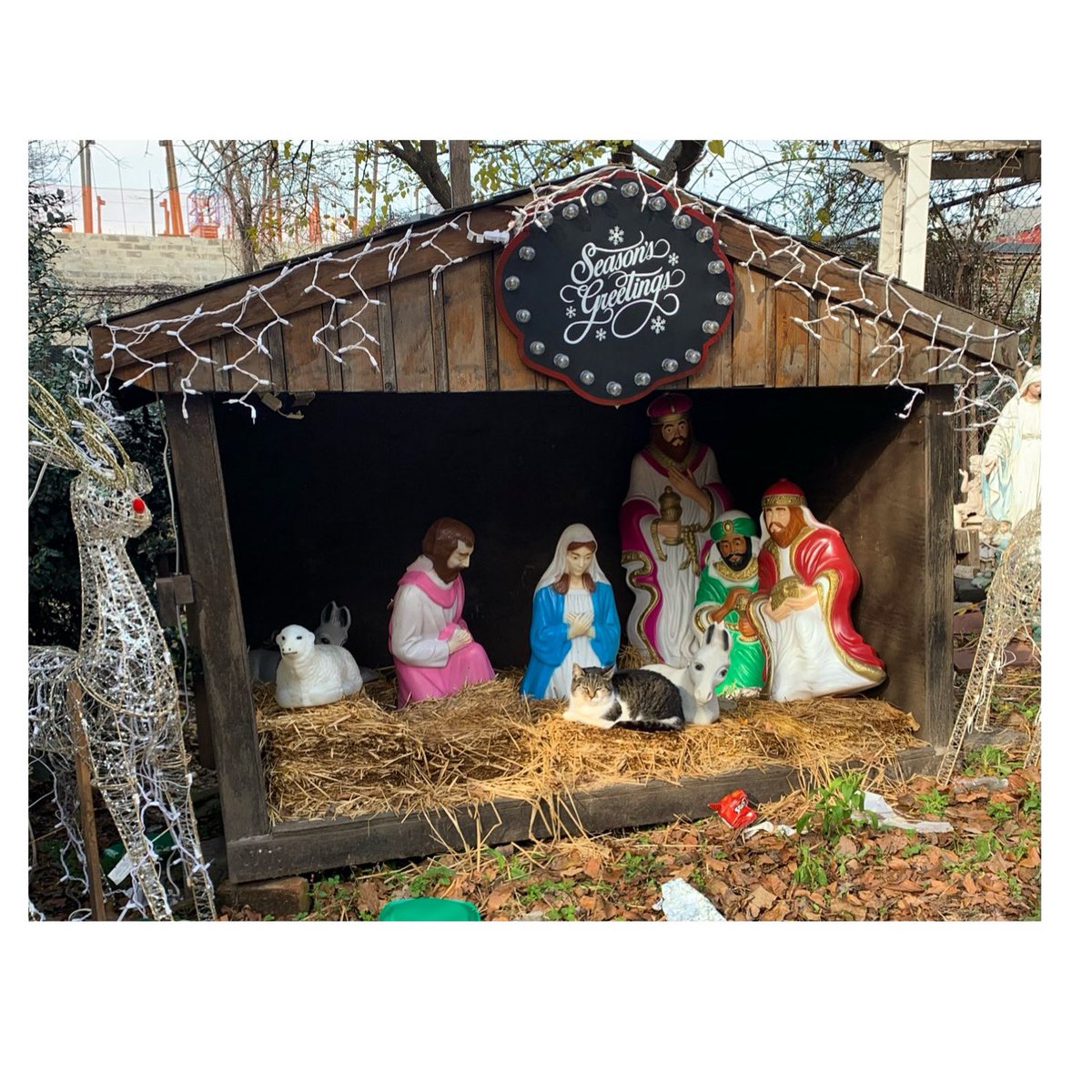 Cat-tholicism <a href="/catshouldnt/">cats in random places</a>