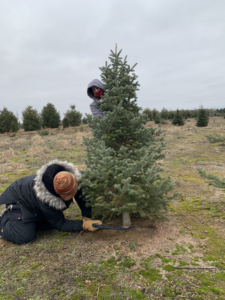 p782203's tweet image. Decided to go for the 2020ist tree we could find this year.  This lonely fella is coming home with us to get all fancy for the holidays!  🎄🎄❤️❤️  #HappyChristmas #2020 #CharlieBrownTree #TreeHunt2020