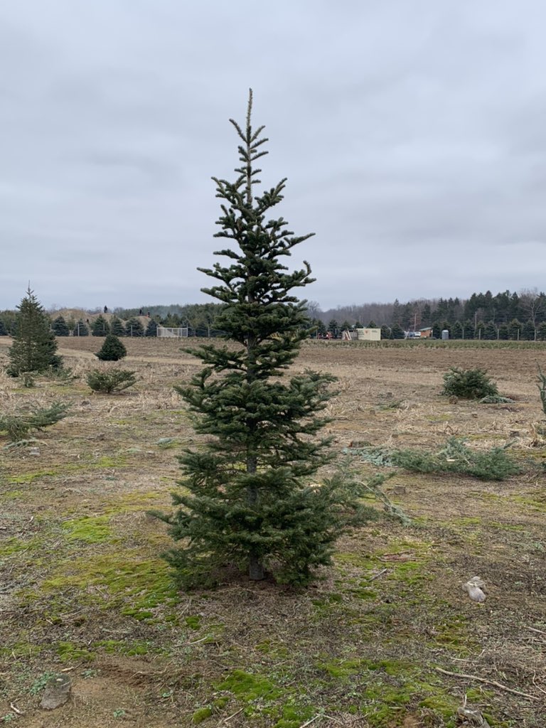 p782203's tweet image. Decided to go for the 2020ist tree we could find this year.  This lonely fella is coming home with us to get all fancy for the holidays!  🎄🎄❤️❤️  #HappyChristmas #2020 #CharlieBrownTree #TreeHunt2020