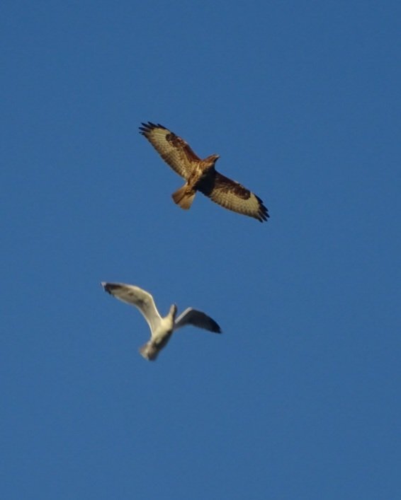 FifZone's tweet photo. @CarlBovisNature #AskCarlBovis How are you so incredibly talented as well as having movie-star looks? π€ π... OK real question.. thinking of my son who is a bird photographer but 11..he took his first photo of a buzzard today.. Which photo did you most enjoy showing your family? https://t.co/clzPaEuRZE