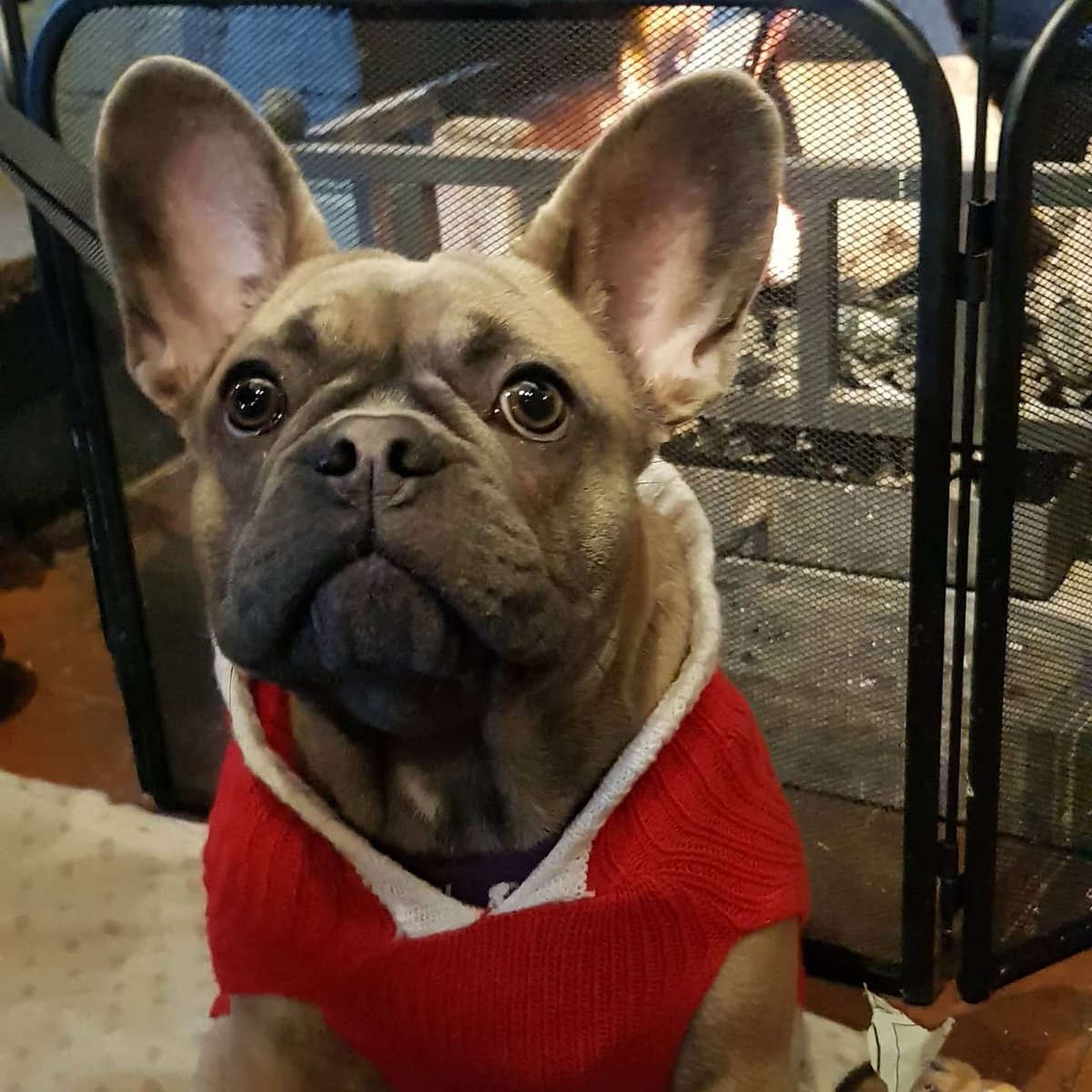 Sunday lunch with my oomans. I love the log fire.

#frenchie #frenchbulldog #puppy #puppylove #frenchiepuppy #frenchieoftheday #frenchy #ilovemyfrenchie #frenchieworld #frenchbulldog #furbaby #furbabies #funnyfrenchies