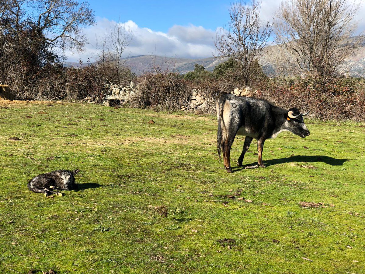 Ajenos al Covid,a las primeras vacunas...la vida en el campo sigue su curso,la camada del guarismo 1 ya está aquí,volver a empezar, volver a ilusionarse, volver a creer, acertar y equivocarse, pero eso es la magia de ser ganadero de bravo. #ganaderosdecuna #tradicionganadera