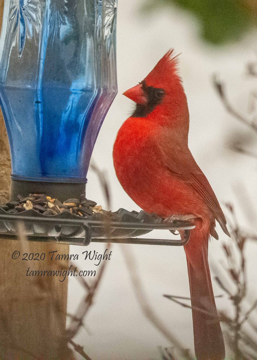 TamraWight's tweet photo. Is this my good side?
#cardinal #photoop #backyardvisitors #writingdistractions https://t.co/U4Mcjhw3zu