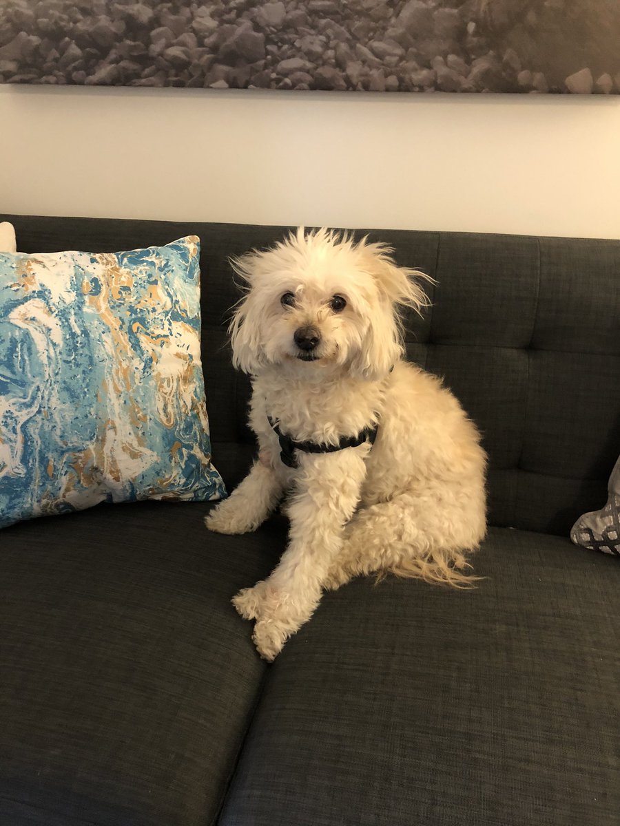 JMascarenhasED's tweet photo. Happy 17th Birthday, Toby.❤️❤️
You still look like a young puppy , even when you are having a ‘bad hair’ day. 😂
#pompoo #dogsoftwitter #lovedogs https://t.co/3p9PbHuLEs
