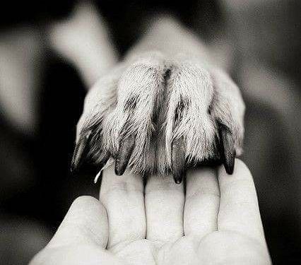 En el espacio de 🐶😺... 

😺 Protectoras de Animales 🐶 

✍️ La colaboración de Érika Maza Hernández para ⭕️ Crónica Puebla <a href="/MovimientoAP/">Movimiento Animalista de Puebla</a> #Puebla #mexico 

cronicapuebla.com/metropolis/pro…