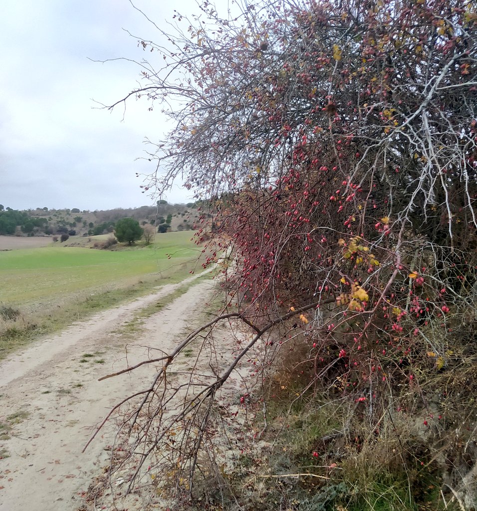 irenuus_'s tweet photo. Barro y caminos.🌿
@xItsEasy https://t.co/heGpft1N8P