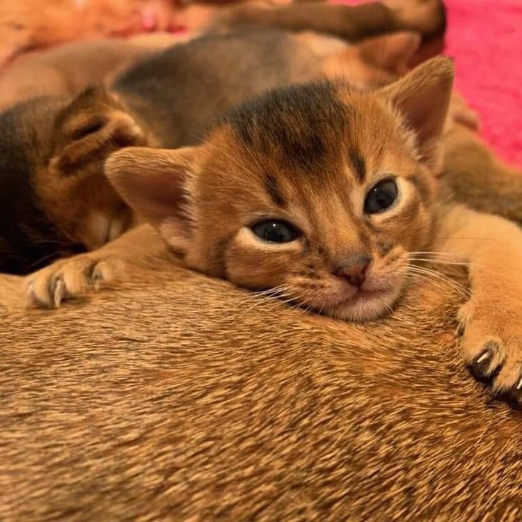 chardonay's tweet photo. Nobody knows.....the trouble I’ll be..... #cats #CatsOfTwitter #AbyssinianCats https://t.co/S7eFFvqOwo