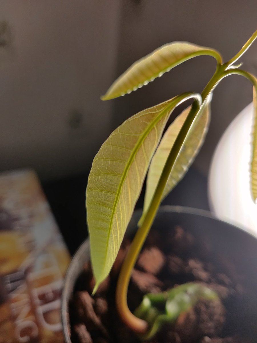 December 13th, 9:30PM Tulio is really starting to look like a little tree now! He's getting light in the windowsill during the day, and more light during the evening with this light here! (He looks yellow in this light because his chlorophyll is still developing!)