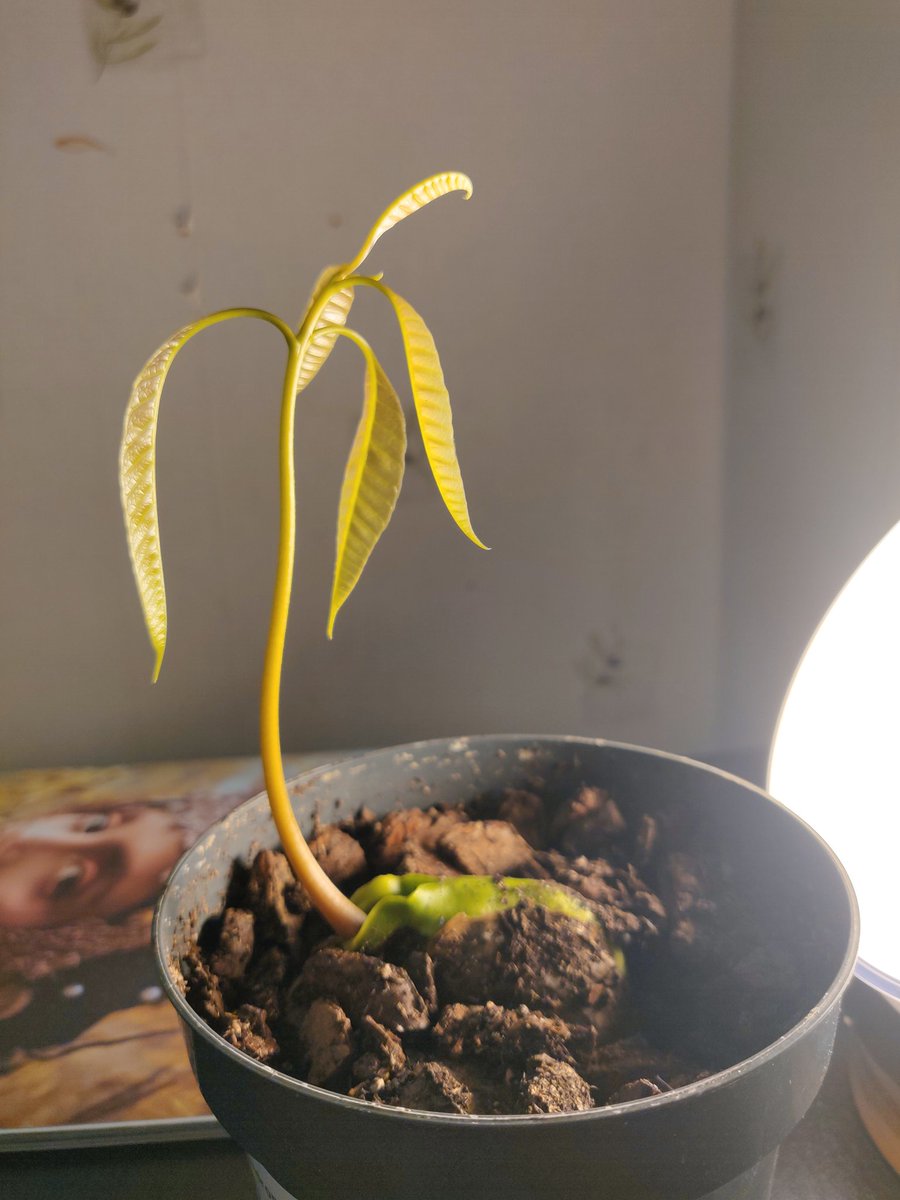 December 13th, 9:30PM Tulio is really starting to look like a little tree now! He's getting light in the windowsill during the day, and more light during the evening with this light here! (He looks yellow in this light because his chlorophyll is still developing!)