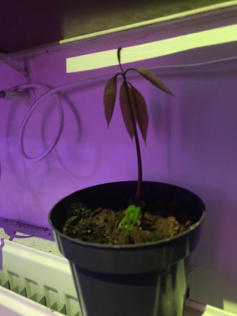 When he's done with light for the day he also gets popped on the radiator to get nice and warm :)
