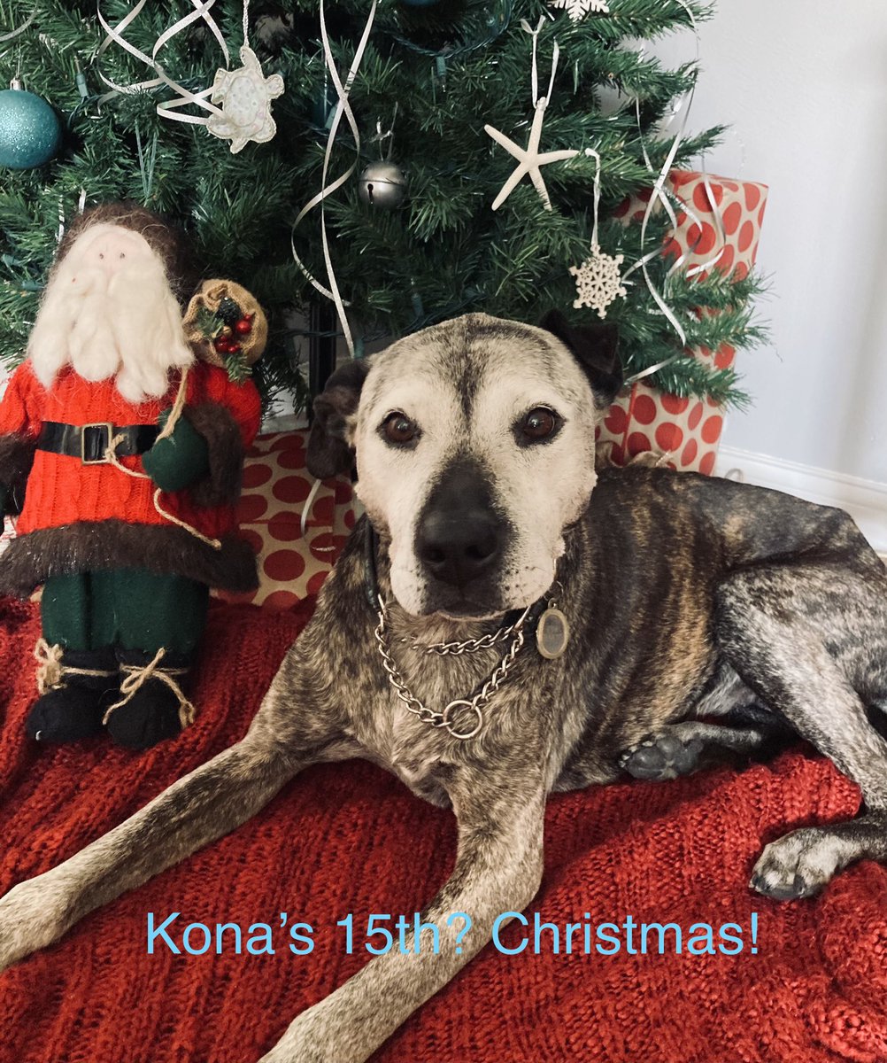 YupItsMeSandiLu's tweet photo. #KonaTheBeastieGirl is 15? this year. She was a rescue 14 years ago. This may be her last Christmas so I wanted to share this beautiful picture of her. Share a pic of you’re old dog. #OldDogsRule #SeniorDog #RescueDogs #AdoptDontShop #OldPit https://t.co/ZpcxRZ7aiT
