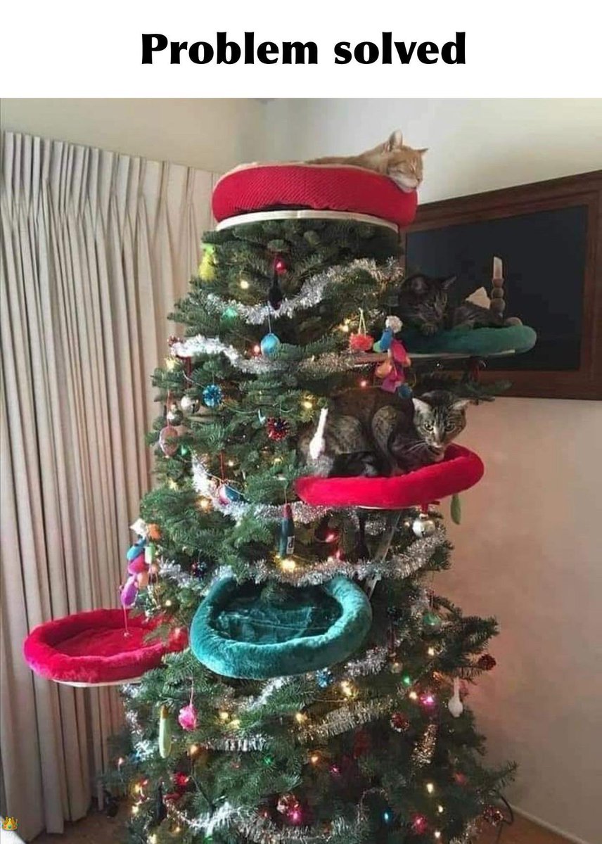 ShadyRaaen's tweet photo. Just an idea. A really good idea. Just leaving it here @Raaen13 @alipeymann #meow https://t.co/hQyPfLScUF